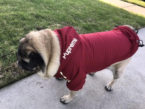 The Dog Face Adjustable Raincoat photo review